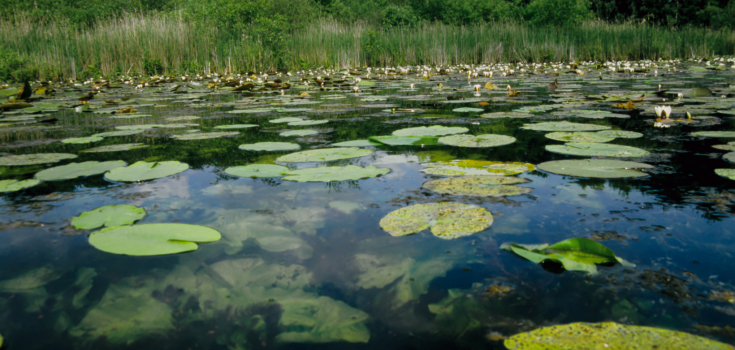 Lonnekermeer Mark Zekhuis