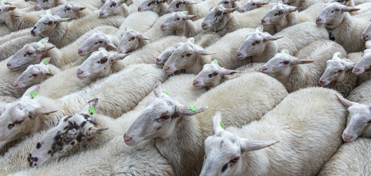Schapen op de Lemelerberg