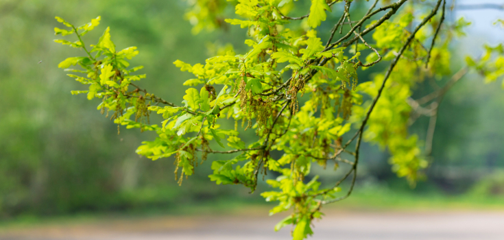 De Wheem Erik Bennink