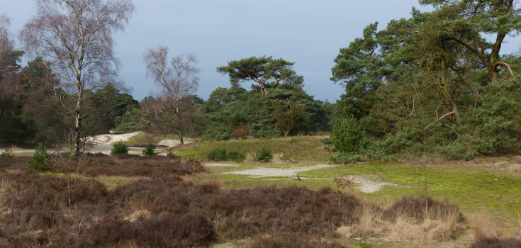 Beerze stuifzand en heide
