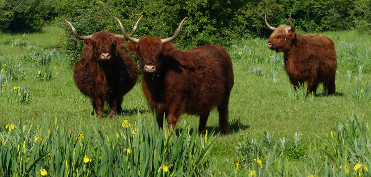 Schotse hooglanders Mark Zekhuis