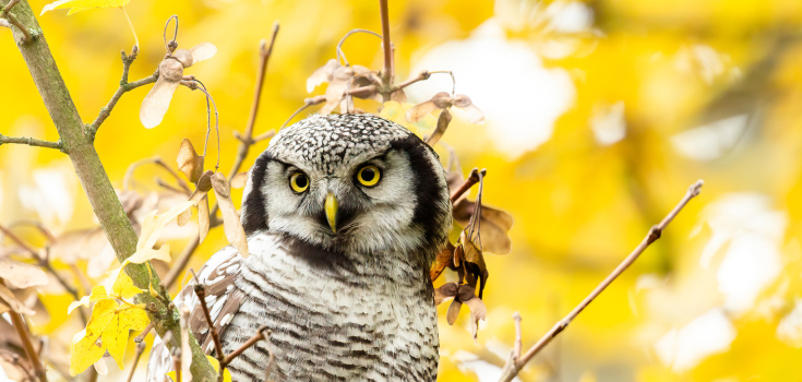 AK sperweruil 2013 Zwolle1600