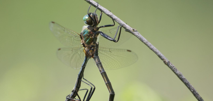 Parende hoogveenglanslibellen