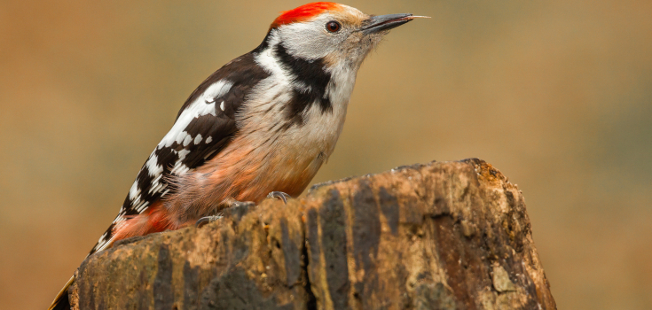 Middelste bonte specht
