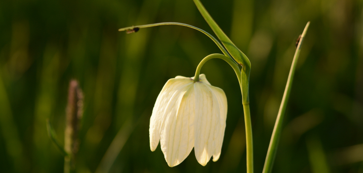 Kievitsbloem, Buitenlanden Langenholte Zwolle 