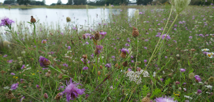 Bloemenveld , De Doorbraak