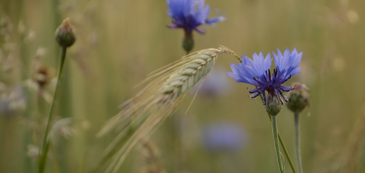 Korenbloem met graan in het Reestdal, Nico Kloek