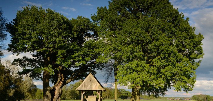 Kroezeboom Fleringen 