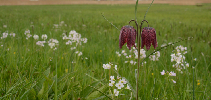 Kievitsbloemen Buitenlanden Langenholte 