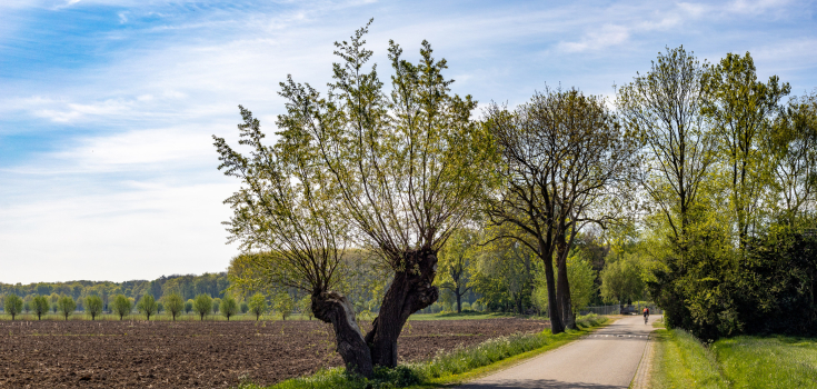 Knotwilgen bij Harculo, Gonny Sleurink