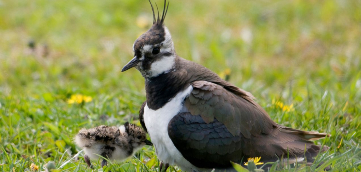 kievit jong, Han Bouwmeester