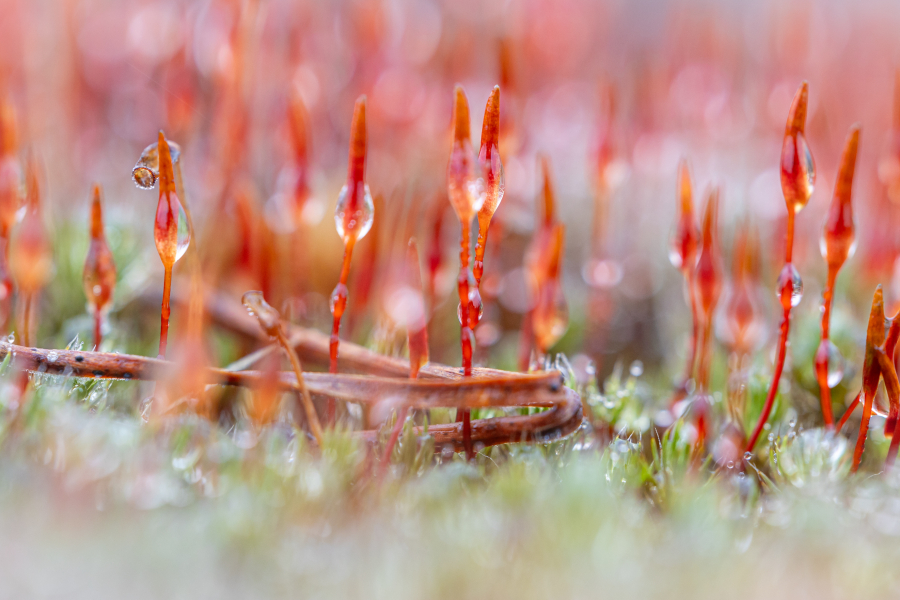 Winters landschap in sahara Ommen