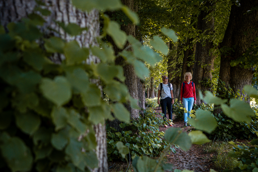 Twee vrouwen wandelen door een lanenbos
