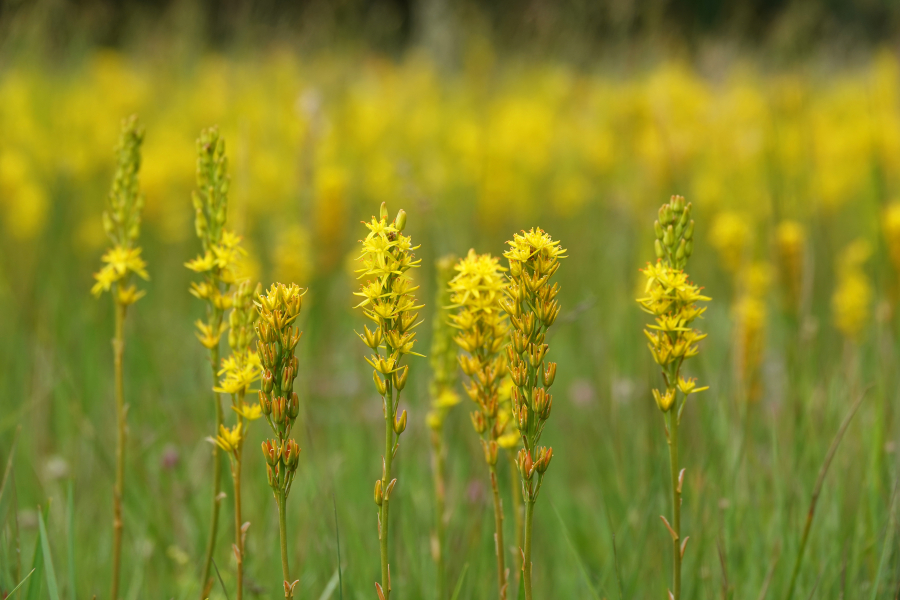 beenbreek, Mark Zekhuis