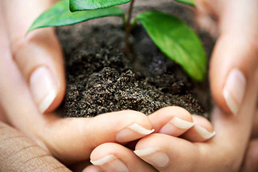 Handen houden een jong plantje met aarde vast