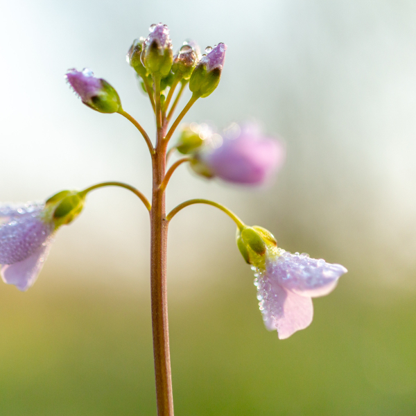 Pinksterbloem met dauw
