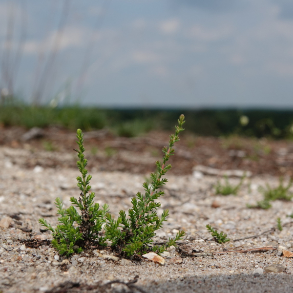 jonge heide, Mark Zekhuis