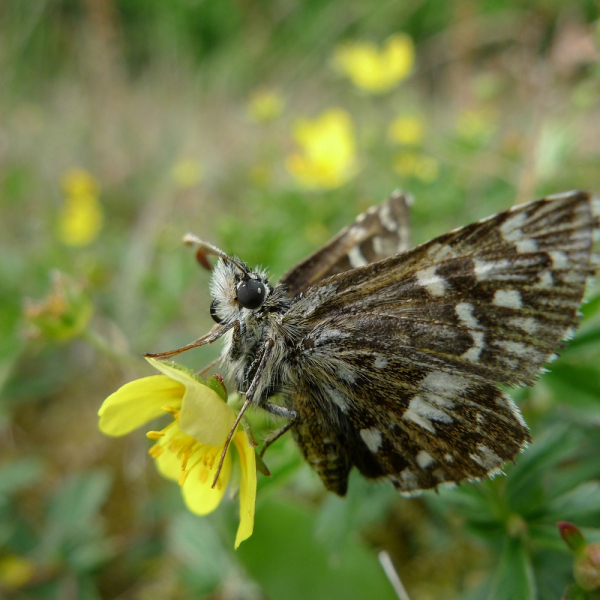 aardbeivlinder, mark zekhuis