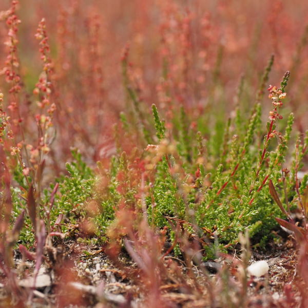Kiemende heide op de Lemelerberg