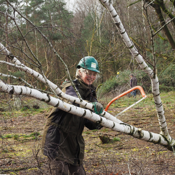 Vrijwilliger met handzaag 