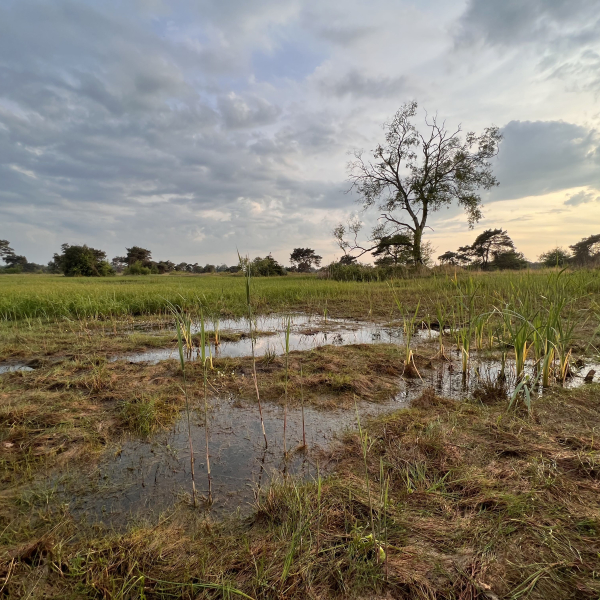 Boetelerveld, vochtige heide