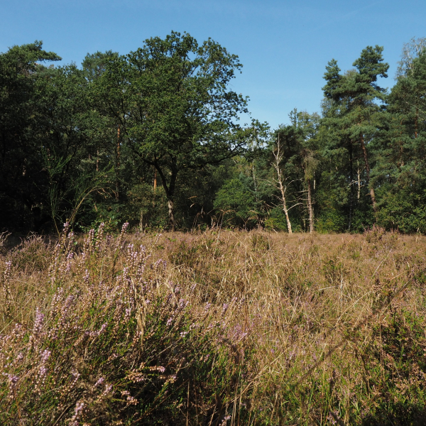 Heideveld met struikheide, Zandstuve