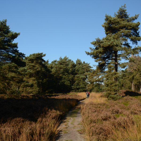 Haardennen, Rheestdal