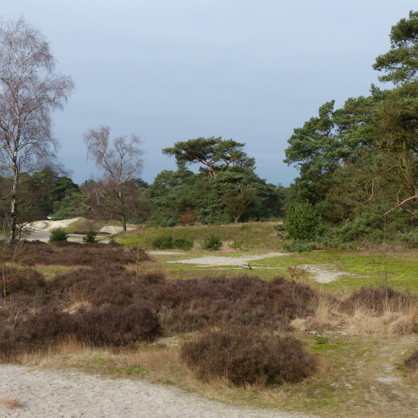 Beerze stuifzand en heide