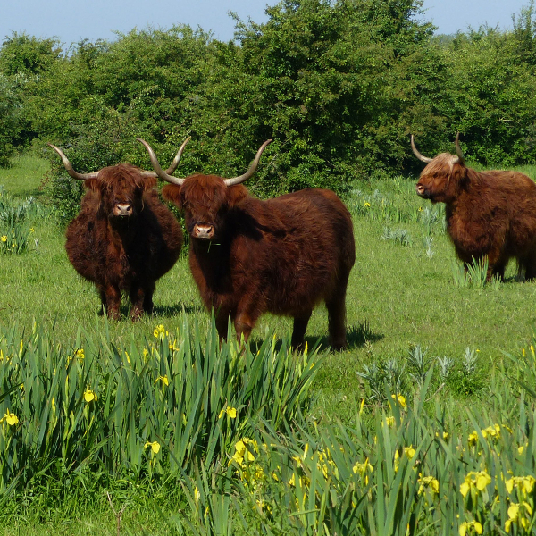 Schotse hooglanders Mark Zekhuis