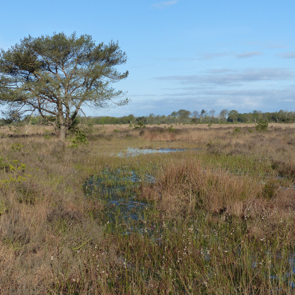 Wierdense Veld Mark Zekhuis