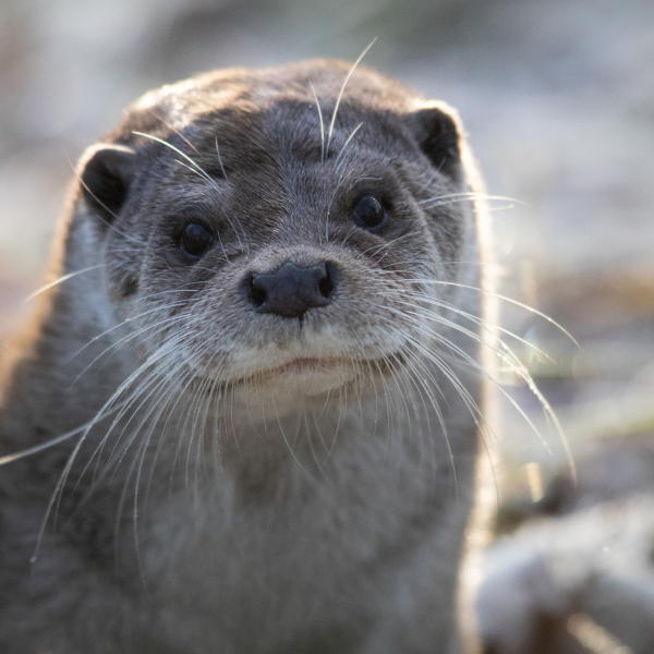 Otter 