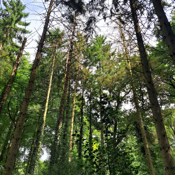 aangetast bos - alexander van der elst 3