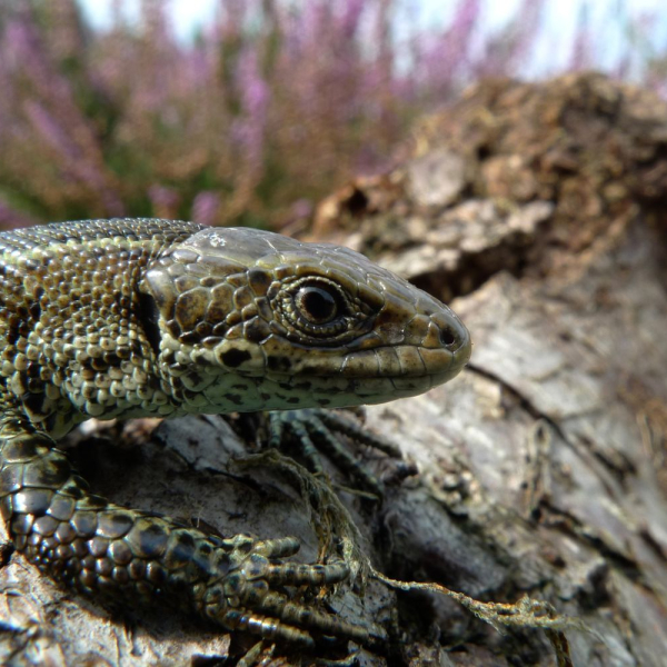 Levendbarende hagedis op de heide 