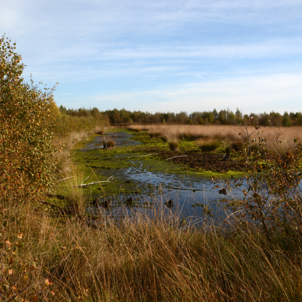 Hoogveenlandschap bij Vriezenveen Nico Kloek