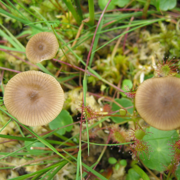 Aamsveen Veenmosgrauwkoppen 	