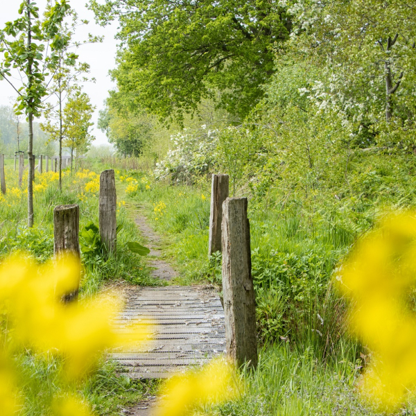 Groene Delta - De Doorbraak