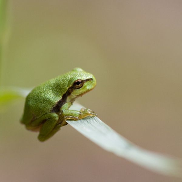 Boomkikker - Mark Zekhuis