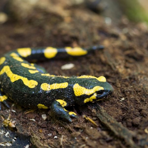 Vuursalamander Mark Zekhuis